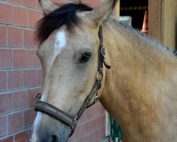 jumper Richenda IV vom Alten Grenzhof (German Riding Pony, 2003, from Nordlicht)