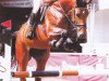 broodmare Countess Silva (Westphalian, 2003, from Con Capitol)