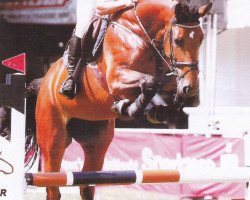 broodmare Countess Silva (Westphalian, 2003, from Con Capitol)