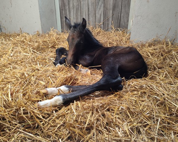 jumper Powerful little Dutch (Holsteiner, 2022, from Christian's Chacco)