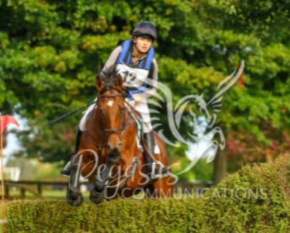 horse Huckleberry Flyer xx (Thoroughbred, 2010, from No Excuse Needed xx)