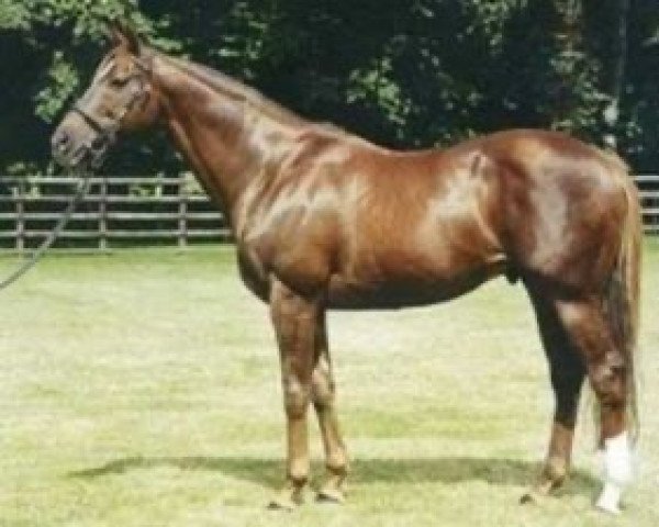 stallion Zilzal xx (Thoroughbred, 1986, from Nureyev xx)