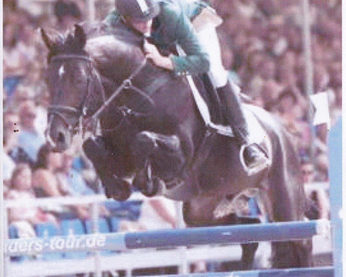 Deckhengst Horse Gym’s Lianos (Westfale, 1998, von Landstreicher)