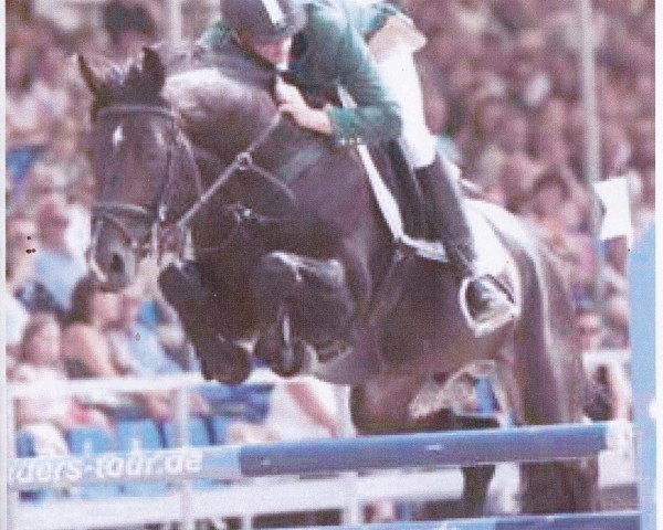 stallion Horse Gym’s Lianos (Westphalian, 1998, from Landstreicher)