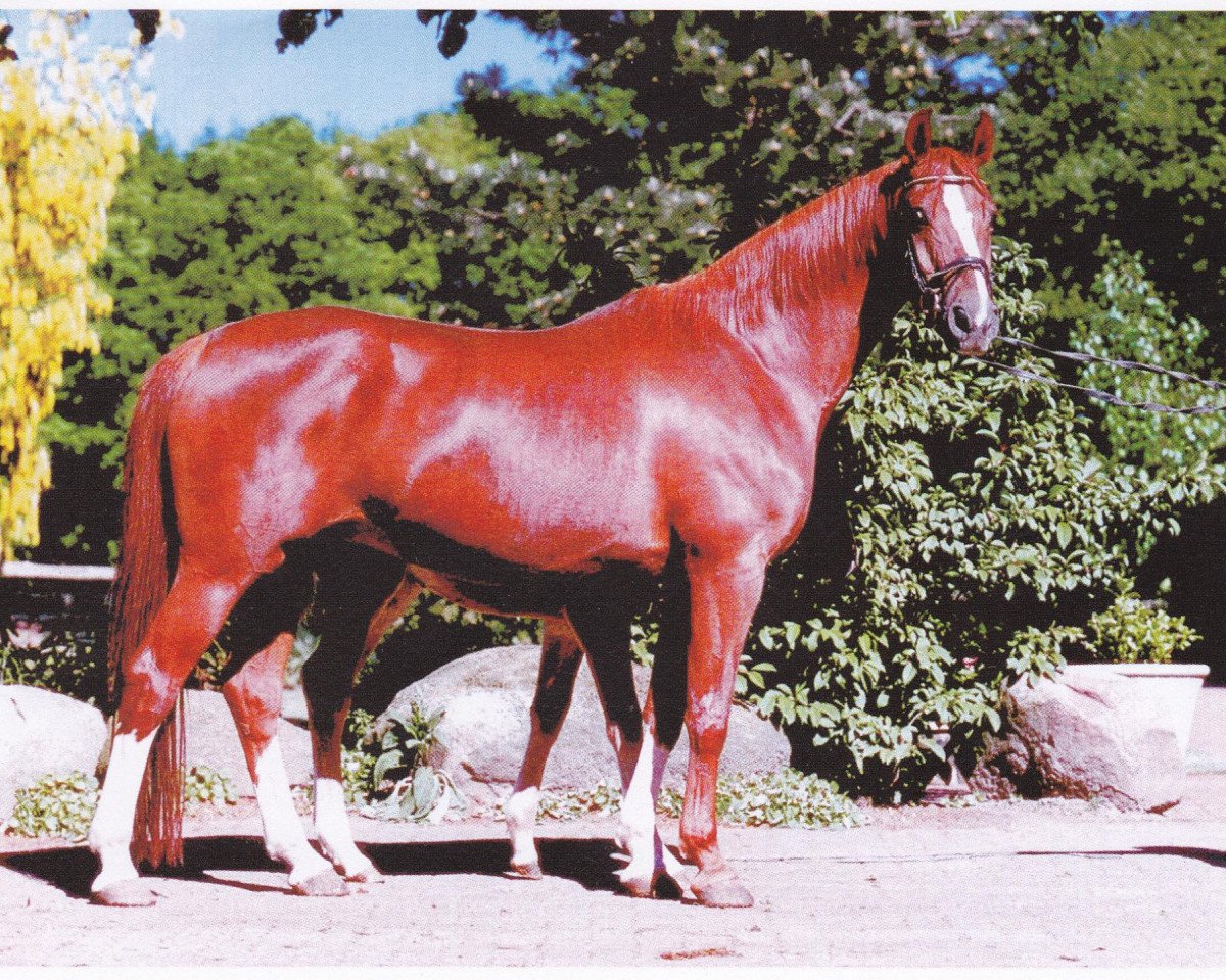 broodmare Grandessa II (Oldenburg, 1990, from Grannus)