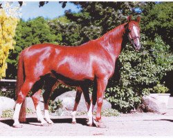 broodmare Grandessa II (Oldenburg, 1990, from Grannus)