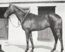 stallion Bellborough xx (Thoroughbred, 1954, from Mossborough xx)