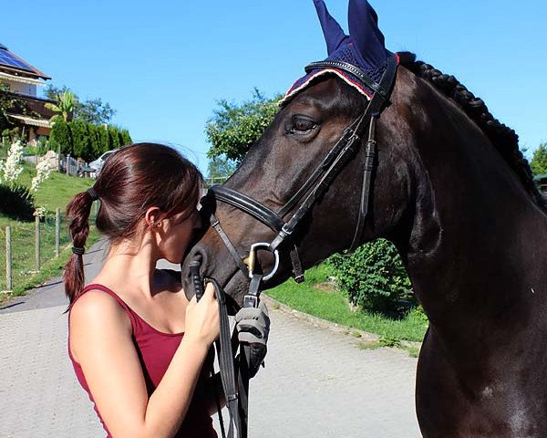 horse Faramir (Polish Heavy Draft, 2000)