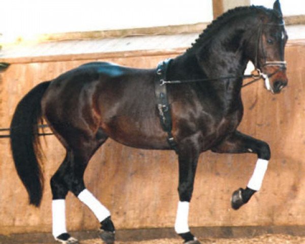stallion Castellini (Holsteiner, 1995, from Contender)