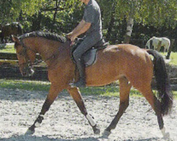 stallion Coraldo (Holsteiner, 1995, from Coronado I)
