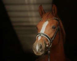 Dressurpferd Bonny May 2 (Deutsches Reitpony, 2013, von Quaterback's Junior)