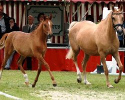 broodmare Coco Lambada (German Riding Pony, 2002, from Cocky Man)