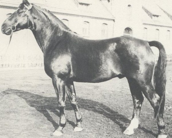 stallion Wolfsburg (Hanoverian, 1963, from Florentiner II)