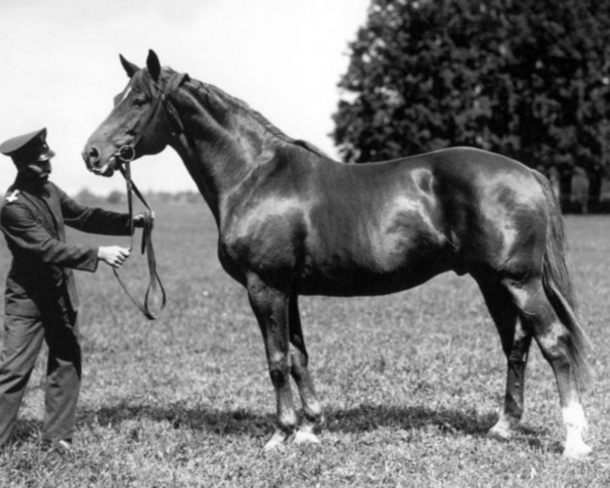 Deckhengst Kupferhammer 3456 (Trakehner, 1928, von Parsival)