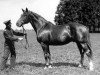 stallion Kupferhammer (Trakehner, 1928, from Parsival)