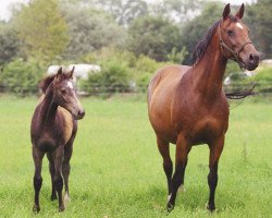 broodmare Bravo (Holsteiner, 1987, from Reichsgraf)