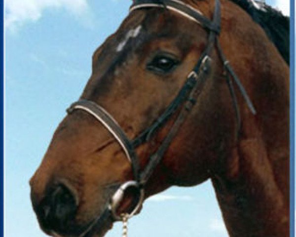 stallion Centauer Z (Holsteiner, 1990, from Capitol I)