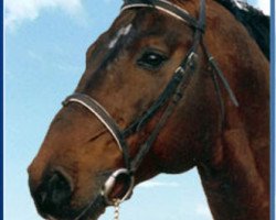 stallion Centauer Z (Holsteiner, 1990, from Capitol I)