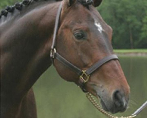 stallion Prado (Rhinelander, 1999, from Polytraum)