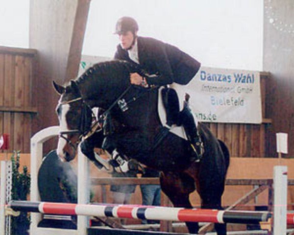 stallion Harry (Westphalian, 1998, from Holland)