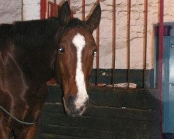 broodmare Pequila Sun (Oldenburg, 1994, from Pablo)