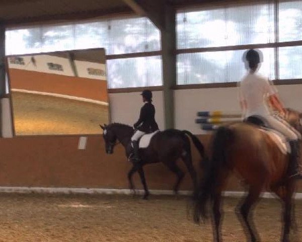 dressage horse Matcho Pik As (unknown,  )