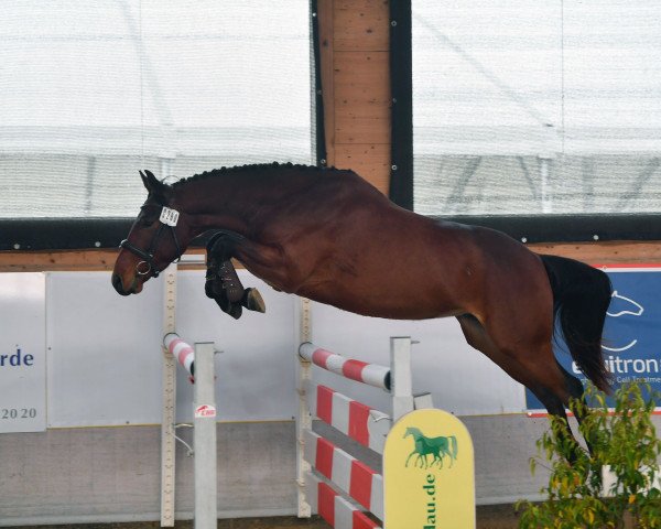 jumper Eldoradus Blue (Hanoverian, 2018, from Eldorado vd Zeshoek Tn)