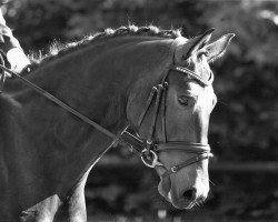 broodmare Courly Soo (Brandenburg, 2004, from unbek.)