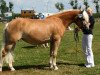 broodmare Avjella-Nanny (Haflinger, 2001, from Niko)