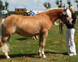 Zuchtstute Avjella-Nanny (Haflinger, 2001, von Niko)