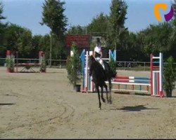 jumper Valentina (German Riding Pony, 2006, from Vincent)