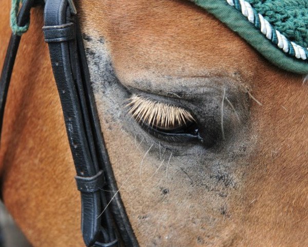 horse Anton (Haflinger, 2004, from Afram Max)