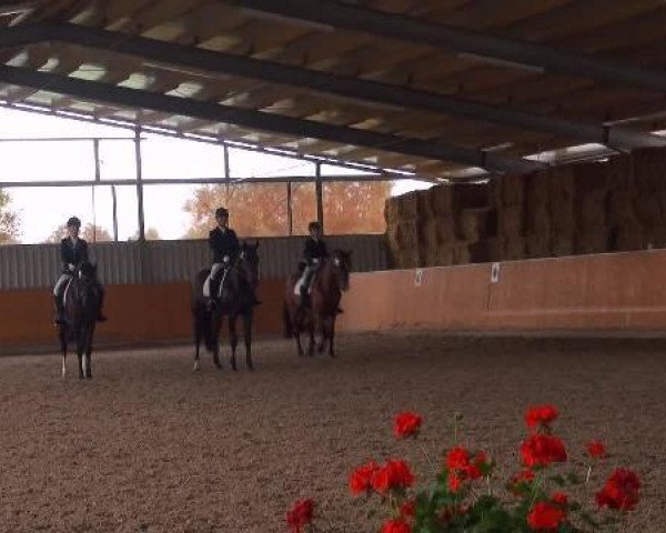 dressage horse Florencia (Hanoverian, 2006, from Florencio I)