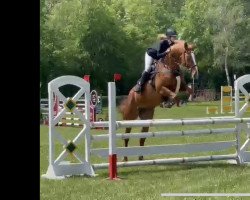 jumper Cascada 117 (German Sport Horse, 2012, from Casskeni II)