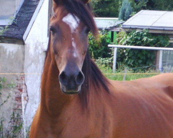 broodmare Padivah ox (Arabian thoroughbred, 1996, from Sahaab Ibn Sahiba ox)