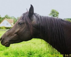 Deckhengst Black Night ox (Vollblutaraber, 2004, von DP Black Forrest ox)