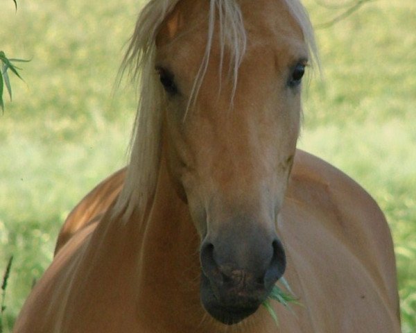 broodmare Bodethal's Ratina (German Riding Pony,  , from Speyksbosch Nelson)