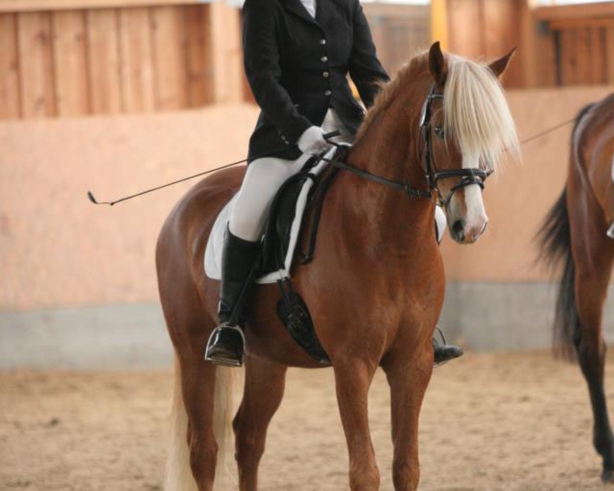 horse Bodethal's Be Free (German Riding Pony, 2004, from Brillant's Boy)