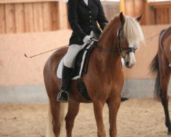 horse Bodethal's Be Free (German Riding Pony, 2004, from Brillant's Boy)