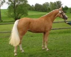 broodmare Bodethal's Ramira (German Riding Pony, 2003, from Brillant's Boy)