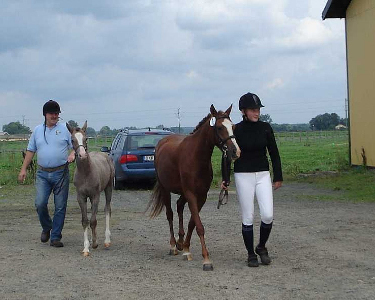 Zuchtstute Bodethal's Ronja (Deutsches Reitpony,  , von Brillant's Boy)