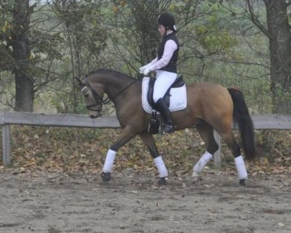 Pferd Bodethal's De Luxe (Deutsches Reitpony,  , von Speyksbosch Dancer)