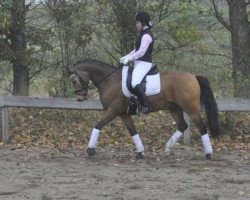 horse Bodethal's De Luxe (German Riding Pony,  , from Speyksbosch Dancer)