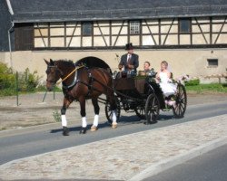 Pferd Leander (Schweres Warmblut, 1998, von Lord I 1446)