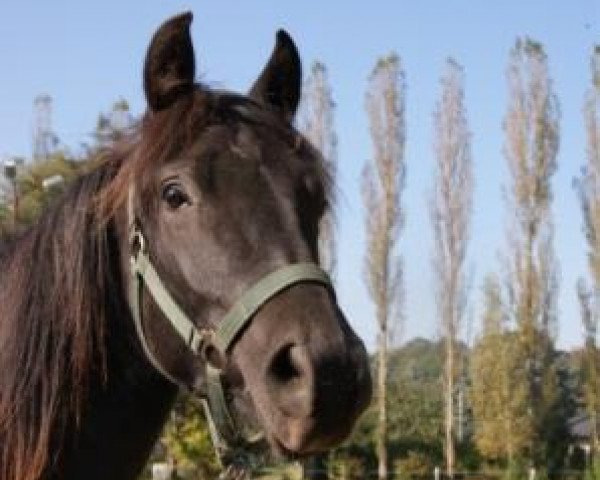 jumper Hieron 4 (Trakehner, 2009, from Hidalgo)