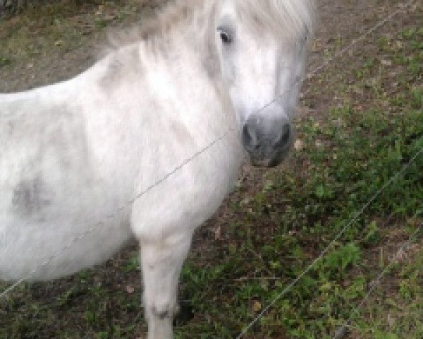 horse Lucky (Shetland Pony, 1997, from Prinz)