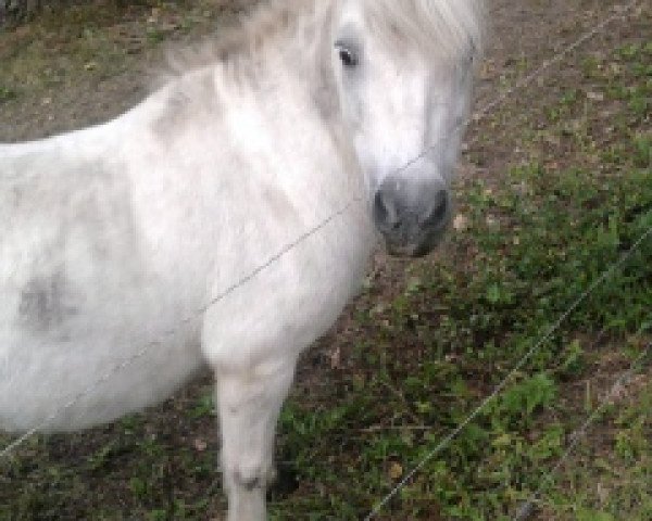 Pferd Lucky (Shetland Pony, 1997, von Prinz)