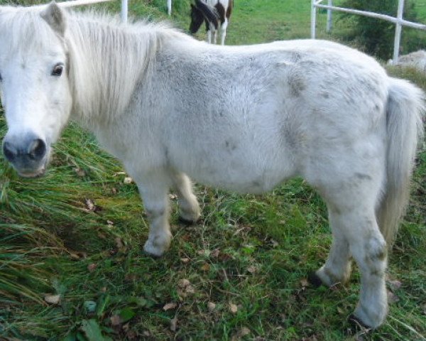 Zuchtstute Luzi (Shetland Pony, 1986)