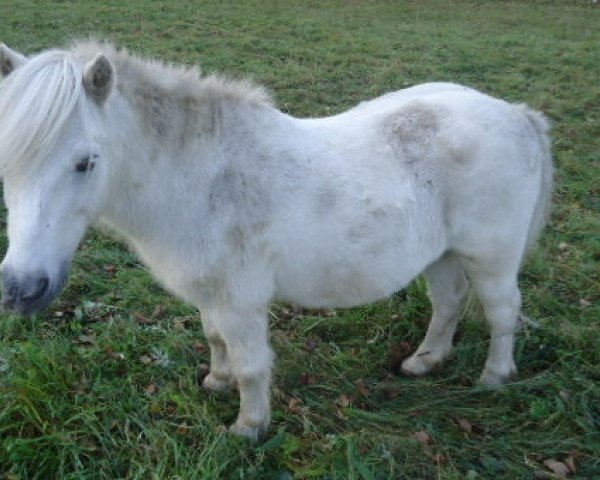 Dressurpferd Strolch (Shetland Pony, 1994, von Sunday)