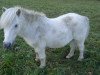 dressage horse Strolch (Shetland Pony, 1994, from Sunday)